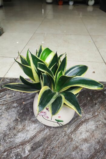 Cây lưỡi hổ