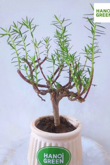 Hoa Mười Giờ